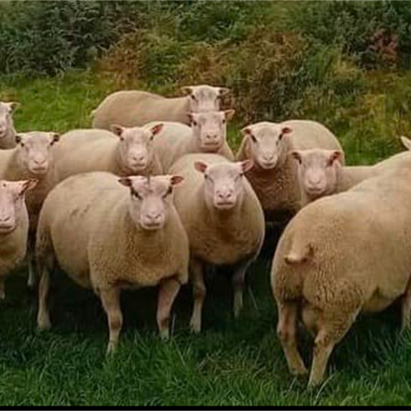 Weekly Monday Sale & Pedigree Charmoise Hill Sheep Sale