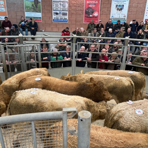 Show & Sale of Suckled Calves