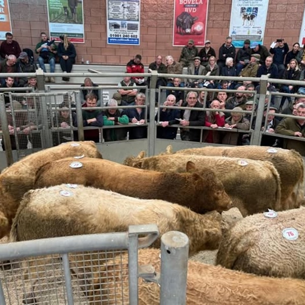 2nd Show and Sale of Weaned Calves