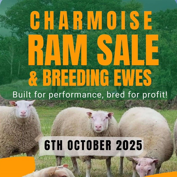 Charmoise Sheep Show & Sale