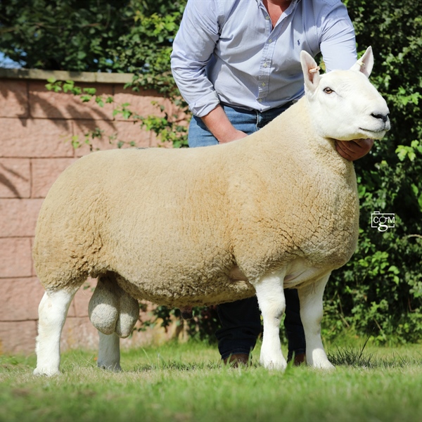 North Country Cheviot Sale