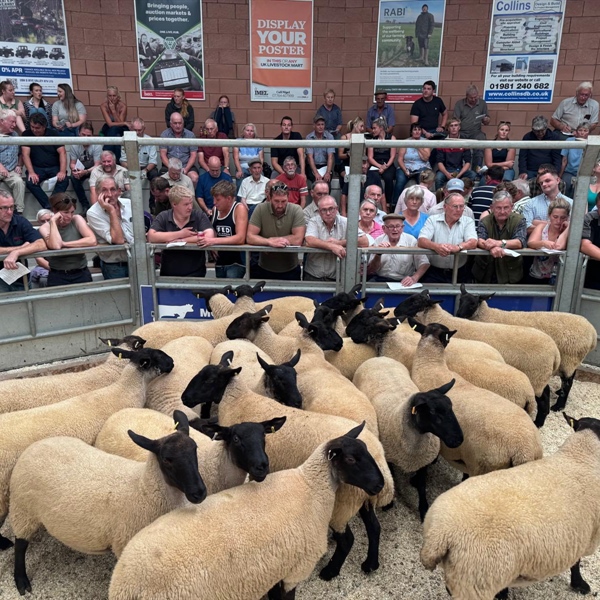 Breeding Sheep Sale