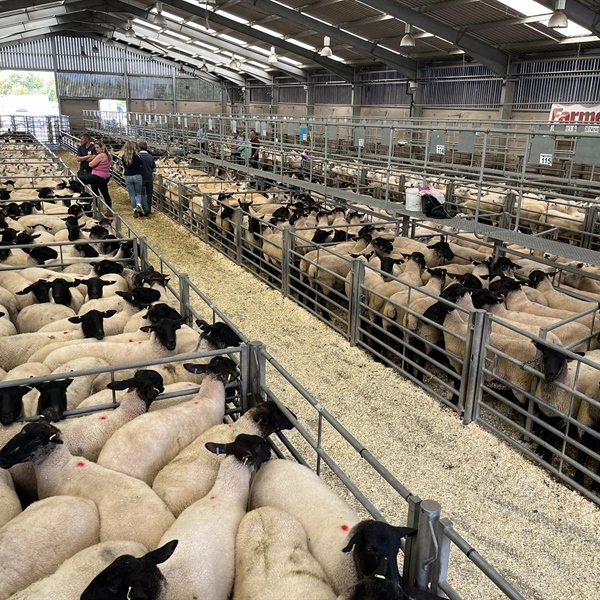 Breeding Sheep Sale