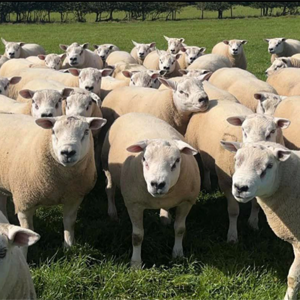 Main Ram Sale