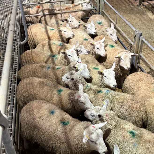 Weekly Monday Sale